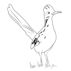 Lesser Roadrunner Free Coloring Page for Kids