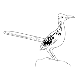 Look Road Runner Free Coloring Page for Kids