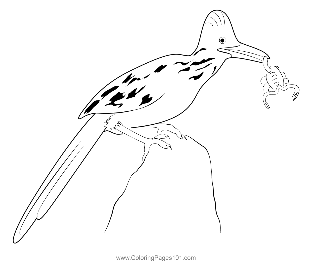 Road Runner 1 Coloring Page for Kids - Free Cuckoos Printable Coloring