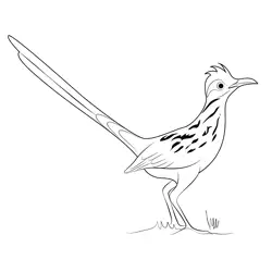 Road Runner 2 Free Coloring Page for Kids