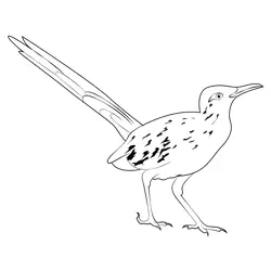 Road Runner 3 Free Coloring Page for Kids