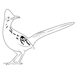 Road Runner 5 Free Coloring Page for Kids