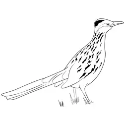 Road Runner 8 Free Coloring Page for Kids