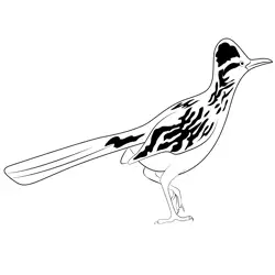 Road Runner 9 Free Coloring Page for Kids
