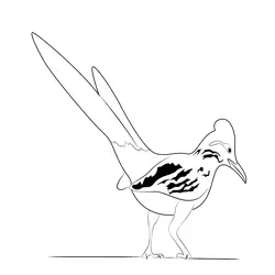 Road Runner Free Coloring Page for Kids
