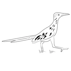 Roadrunner Bird Free Coloring Page for Kids