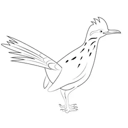 Roadrunner Greater Free Coloring Page for Kids
