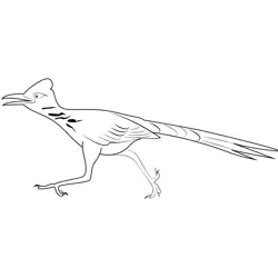 Run Roadrunner Bird Free Coloring Page for Kids