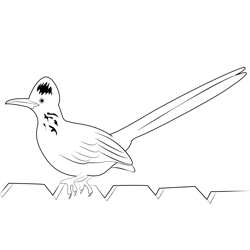 Sitting Road Runner Free Coloring Page for Kids