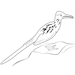Standing On Rock Road Runner Free Coloring Page for Kids