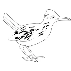 The Roadrunner Free Coloring Page for Kids