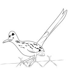 Wild Road Runner Bird Free Coloring Page for Kids