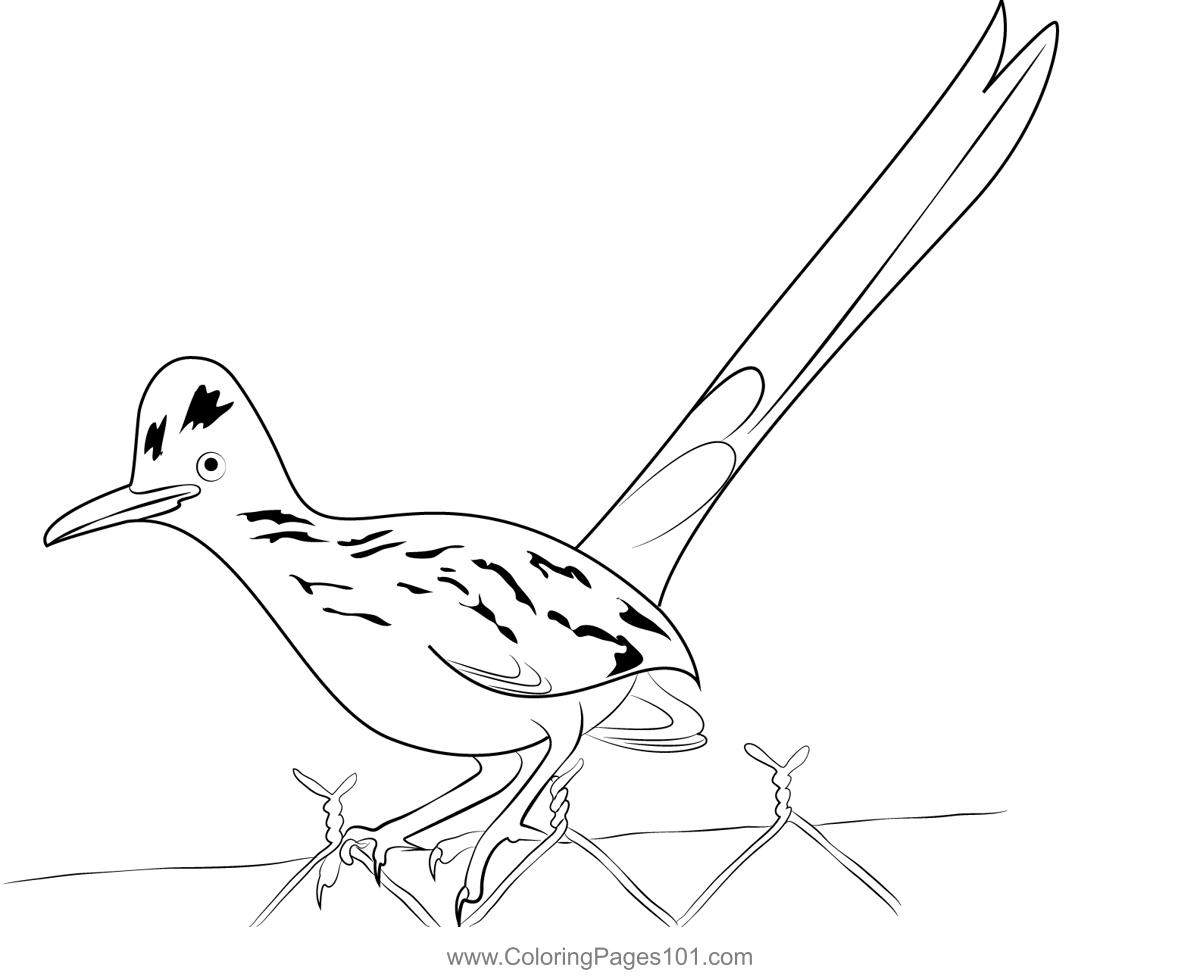 Wild Road Runner Bird Coloring Page for Kids - Free Cuckoos Printable