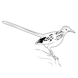 Young Road Runner Free Coloring Page for Kids