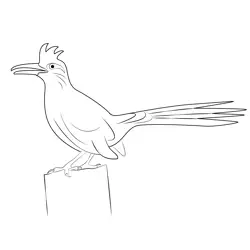 Young Roadrunner Bird Free Coloring Page for Kids