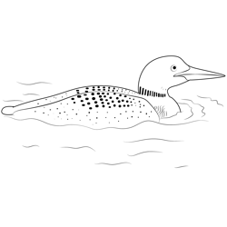 Beautiful Loon Bird Free Coloring Page for Kids