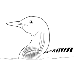 Black Birds Diver Loon Free Coloring Page for Kids