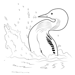 Black Throated Loon Free Coloring Page for Kids