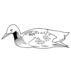 Black-throated loon 2 Free Coloring Page for Kids