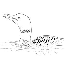 Close Up Of Common Loon Free Coloring Page for Kids