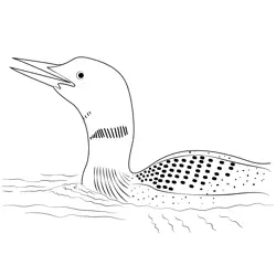 Close Up Of Common Loon