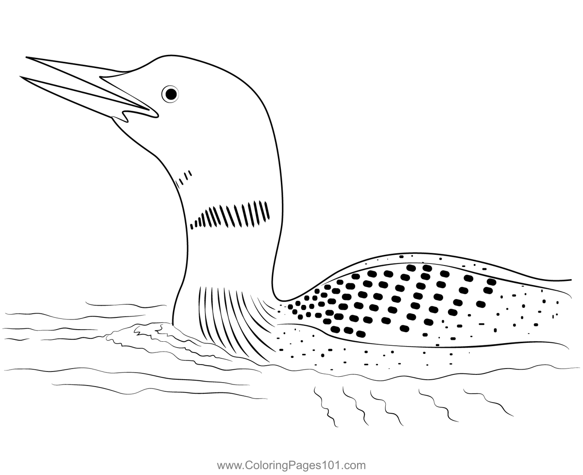 Close Up Of Common Loon