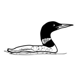 Common loon 1 Free Coloring Page for Kids