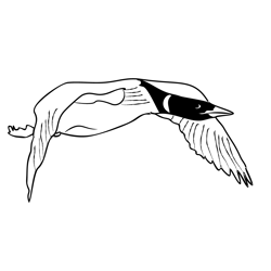 Common loon 2 Free Coloring Page for Kids