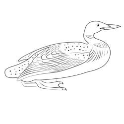 Loon 1 Free Coloring Page for Kids
