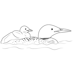 Loon And Baby Free Coloring Page for Kids