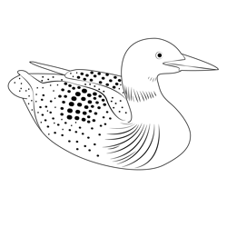 Loon Bird Free Coloring Page for Kids