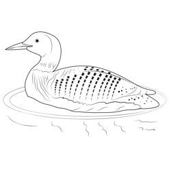 Loon Free Coloring Page for Kids