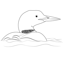 Pacific Loon Bird In Water Free Coloring Page for Kids