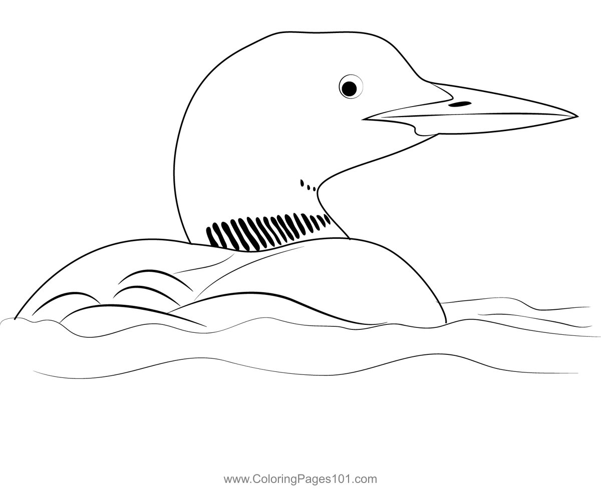 Pacific Loon Bird In Water