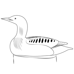 Pacific Loon Free Coloring Page for Kids