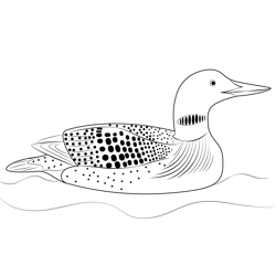 Yellow Billed Loon Free Coloring Page for Kids