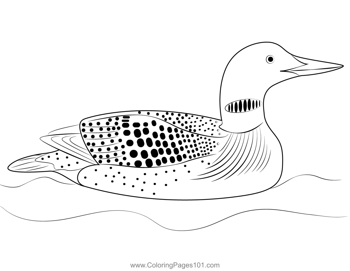 Yellow Billed Loon