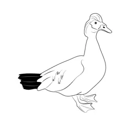 A Beautiful White Muscovy Duck Free Coloring Page for Kids