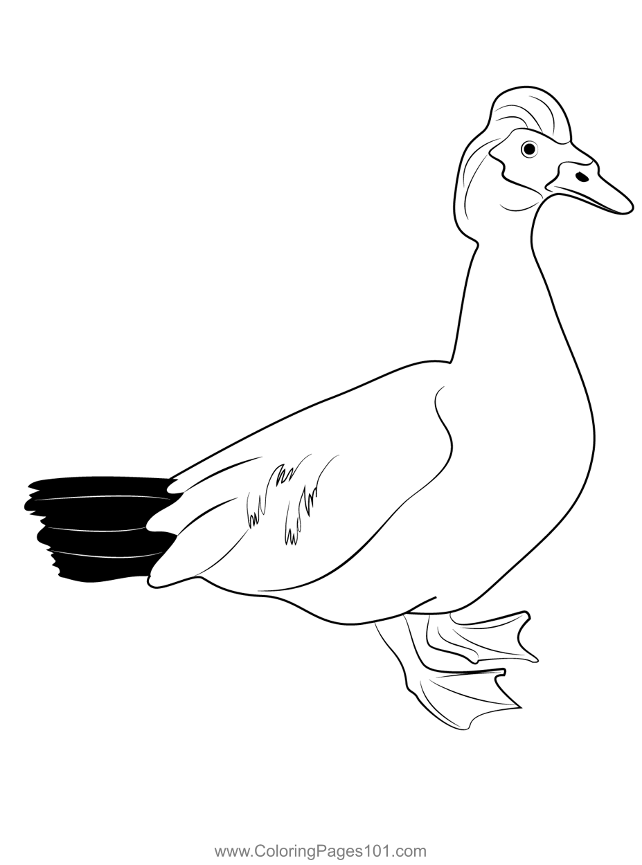 A Beautiful White Muscovy Duck Coloring Page for Kids - Free Ducks