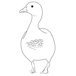 Australian Wood Duck Male Free Coloring Page for Kids