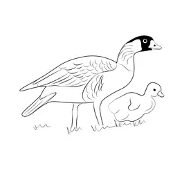 Baby Nene Bird Goslings Free Coloring Page for Kids
