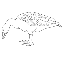Big Duck Free Coloring Page for Kids