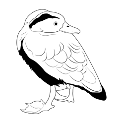 Black Bellied Whistling Duck Free Coloring Page for Kids