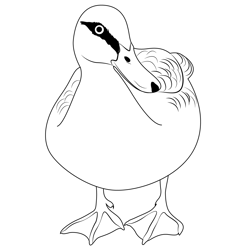Black Duck Free Coloring Page for Kids