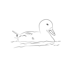 Common Scoter 1 Free Coloring Page for Kids