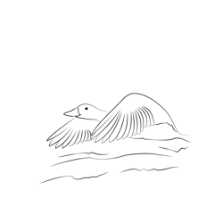 Common Scoter 3 Free Coloring Page for Kids
