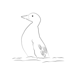 Common Scoter 4 Free Coloring Page for Kids