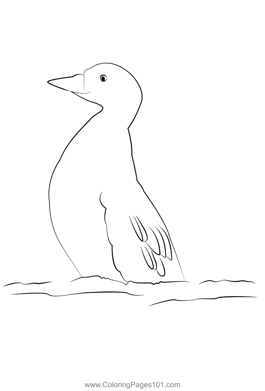Scott Color Printable Common Scoter 4 Coloring Page for Kids - Free Ducks Printable Coloring ...