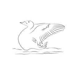 Common Scoter 5 Free Coloring Page for Kids
