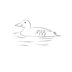 Common Scoter 6 Free Coloring Page for Kids